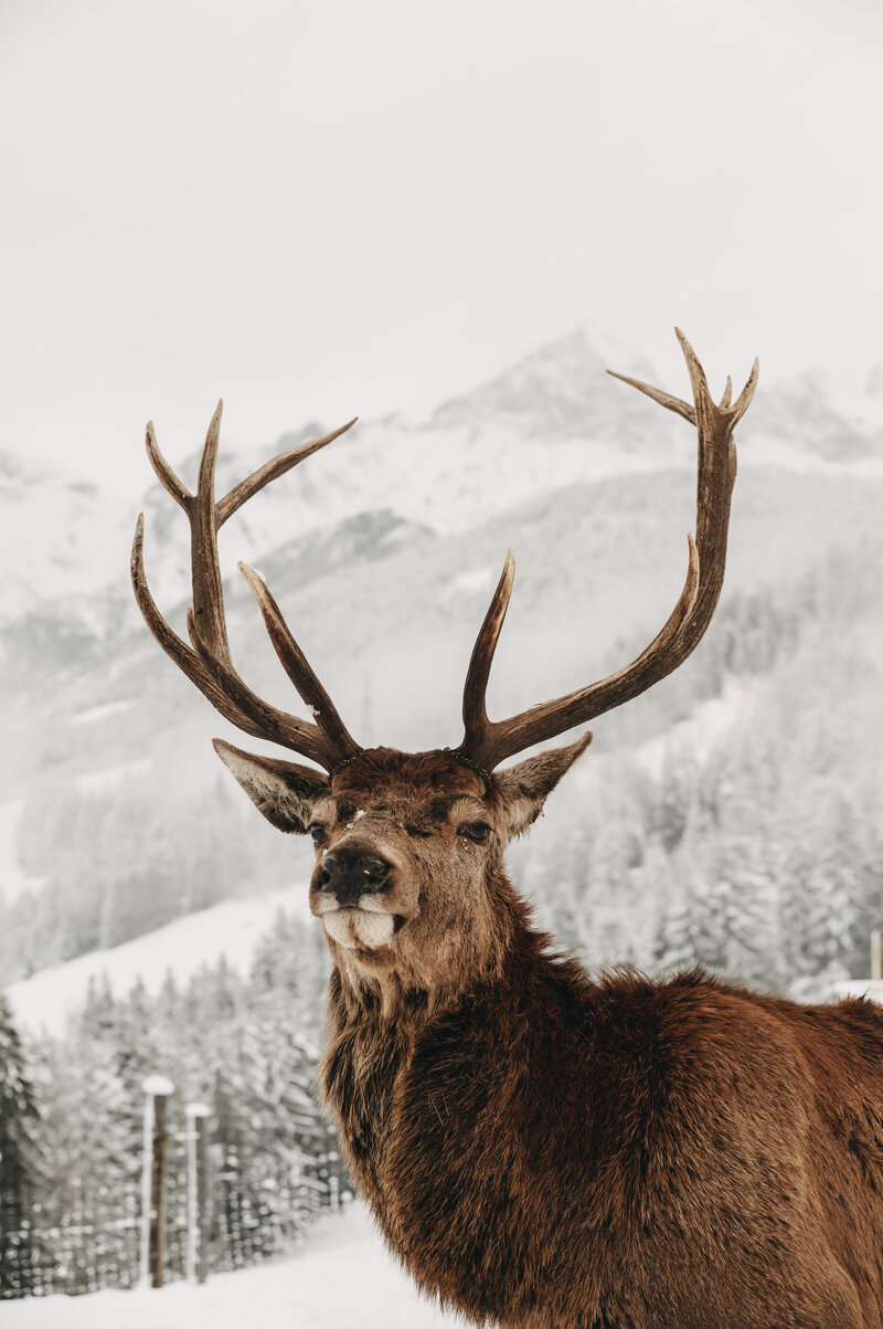 tiere-jufenalm-wildgehege-winter8
