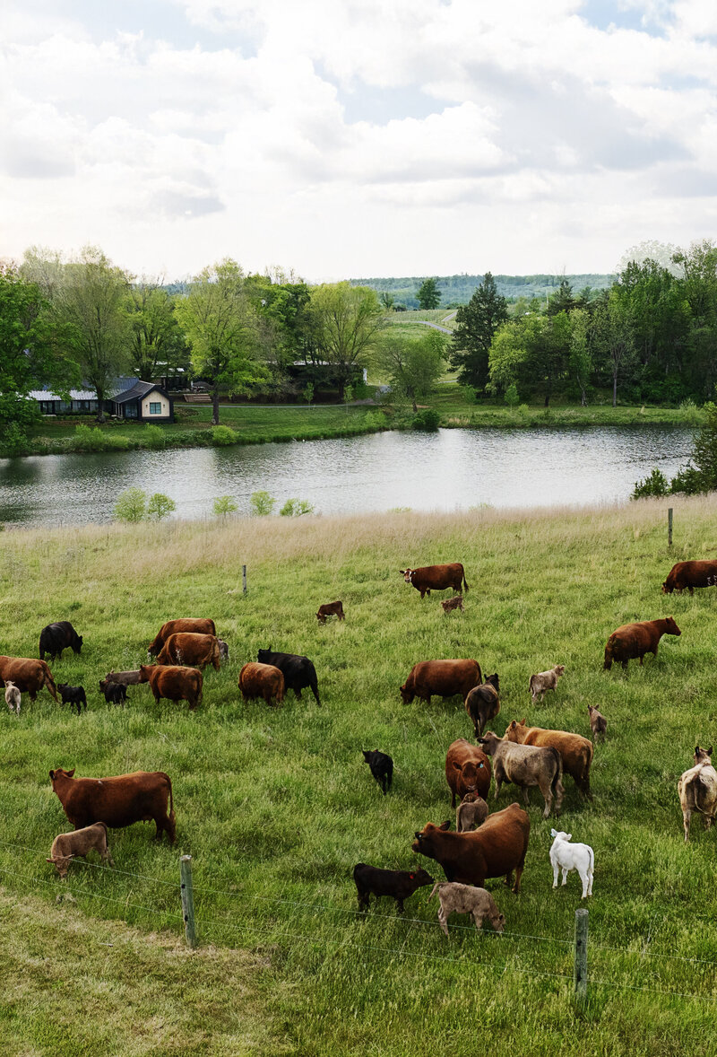 farm animals grazing with a lake next to them