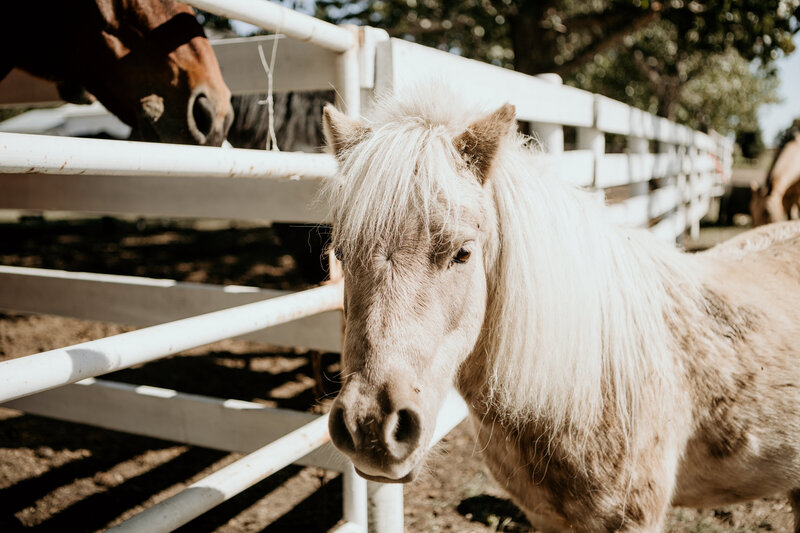 Close-up shot of a horse at Spirit’s Respite Ranch, a sanctuary in Central Alberta dedicated to individuals with special needs and their families, offering equine therapy and healing