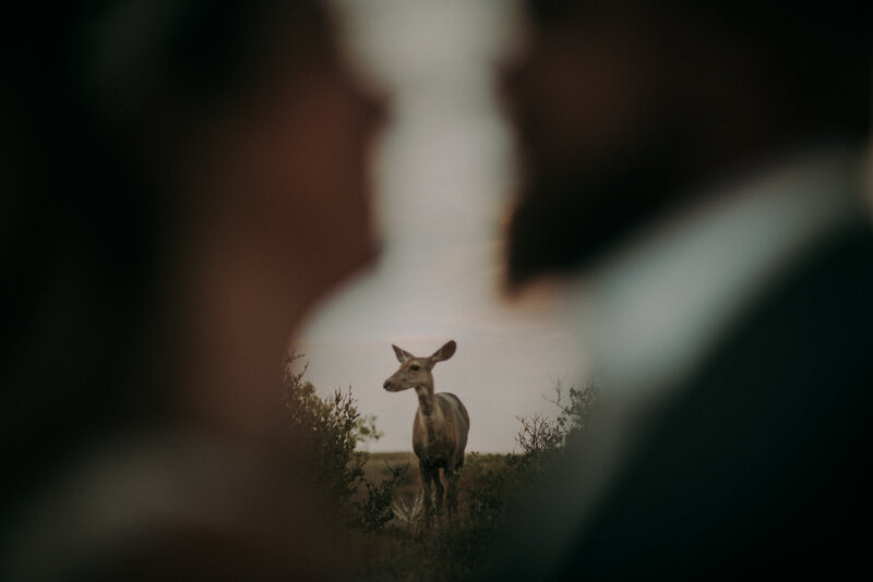 A bride and groom facing each other closely. Their images are blurred, the focus is on a deer between their faces standing behind them.