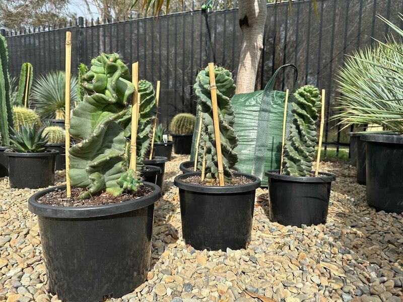 CEREUS FORBESII SPIRALIS - Spiralis Cactus