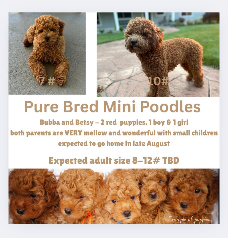 Petit Mini goldendoodle female puppies for sale. Adult sizes will be 12-15# max. all wavy coated. 4 weeks old.