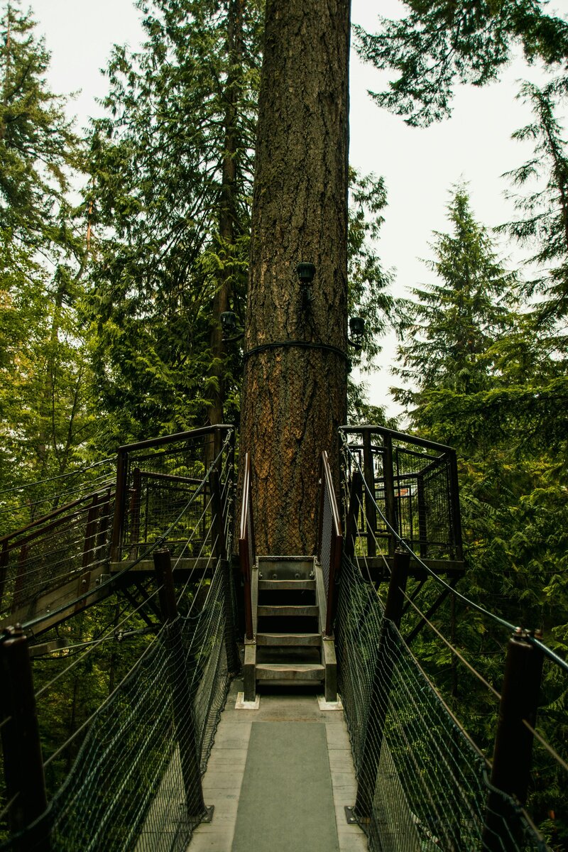 A large tree with a stairway leading up to it