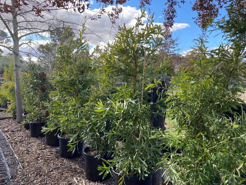 Banksia Serrata - Old Man Banskia - Go Green Nurseries - Mature Trees Sydney