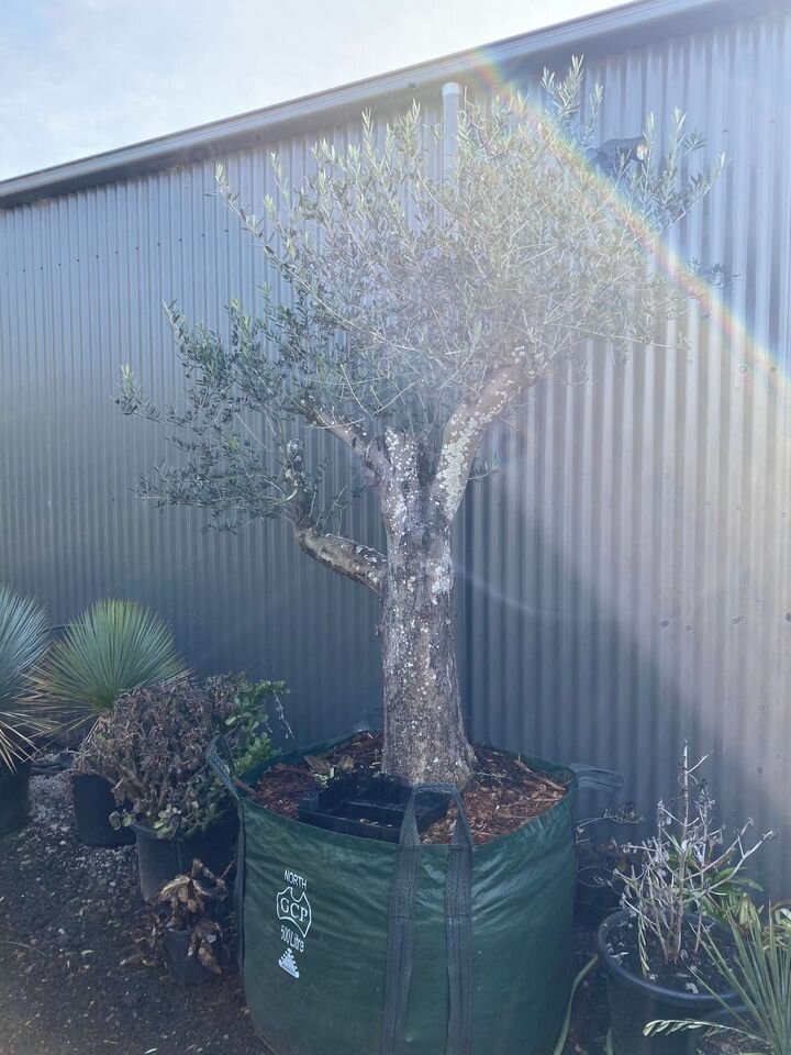 OLEA EUROPAEA 'MANZANILLO'  - go green nurseries - mature trees sydney