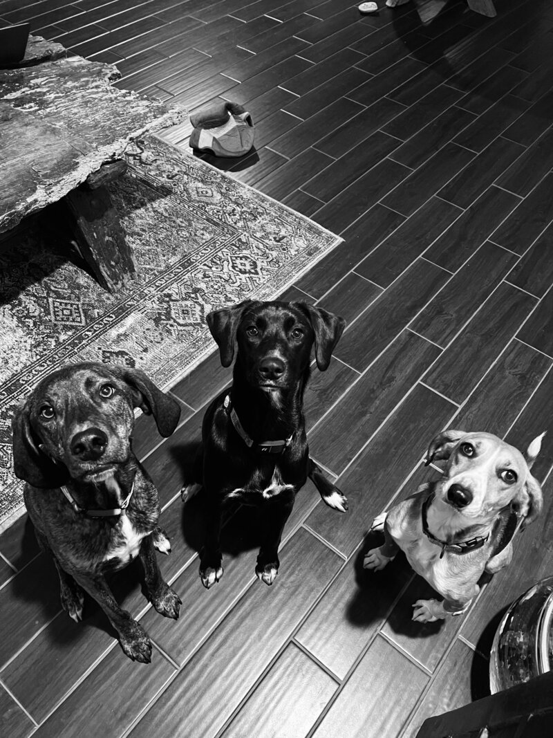 Two Doves Design Office Assistants: Remy, Derby & Dodge