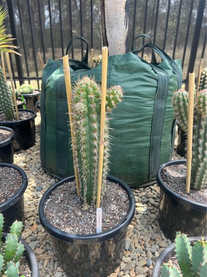 Pilosocereus gounellei | Xique-Xique