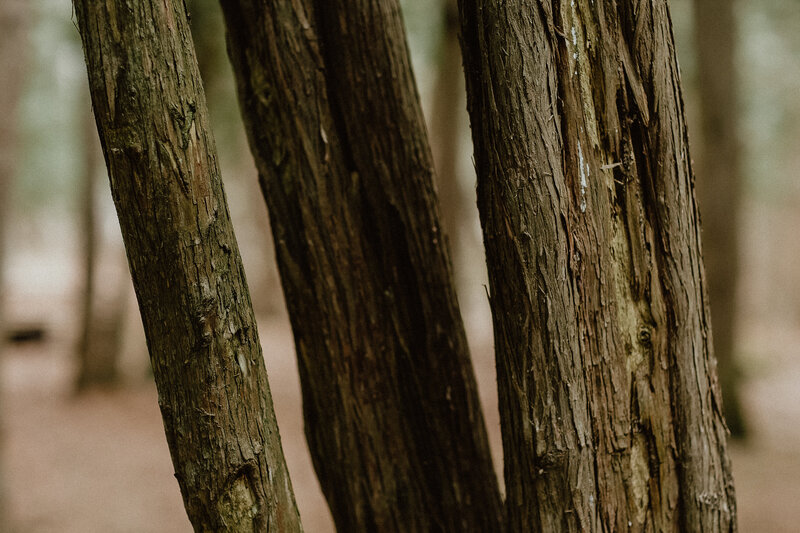 cedar tree