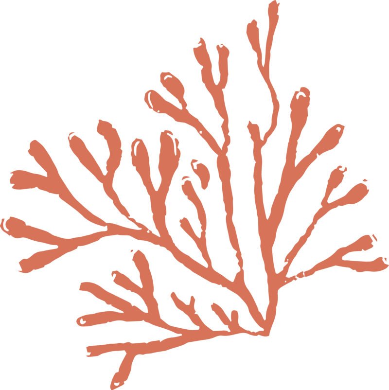 coral artistic element 