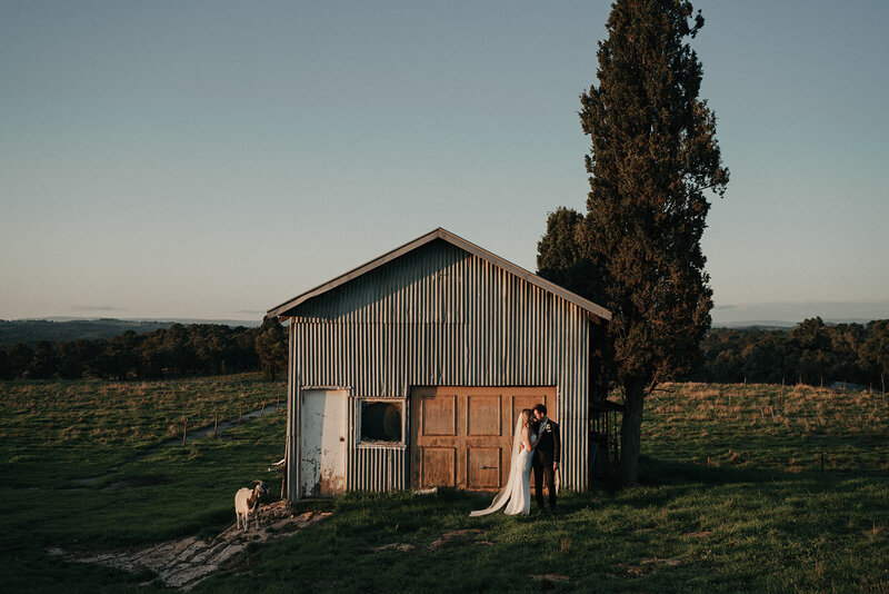 Bride and Groom with a goat at the Farm Yarra Valley