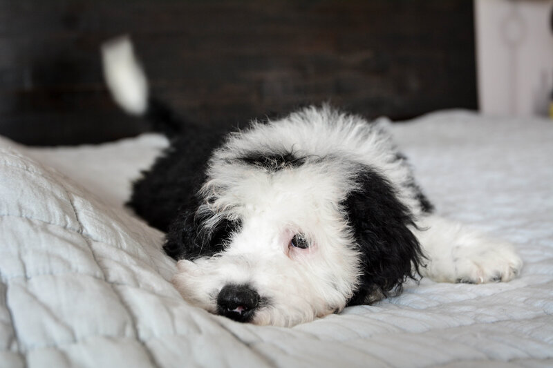 Available Mini and micro Sheepadoodle Puppies