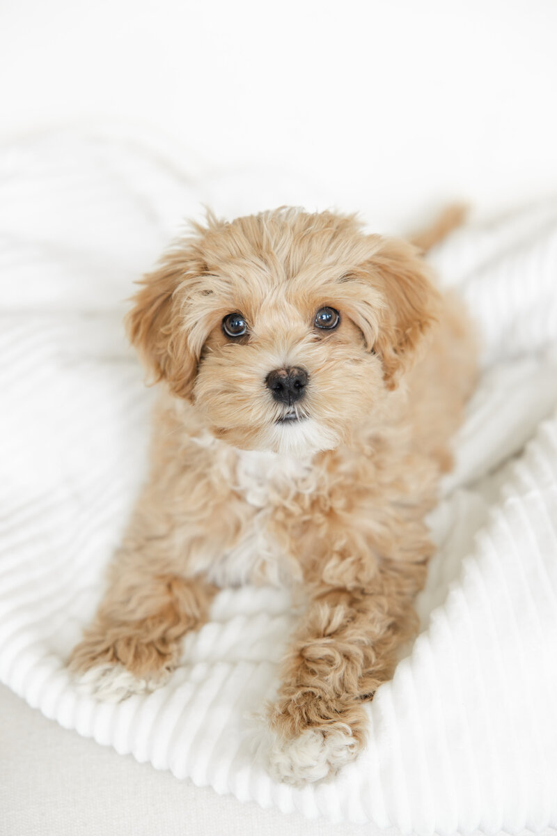 mushu-12-weeks-old-2