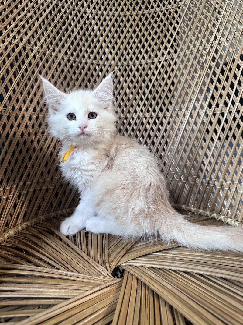 Maine Coon kitten boy at 3 months old in Red Silver color.