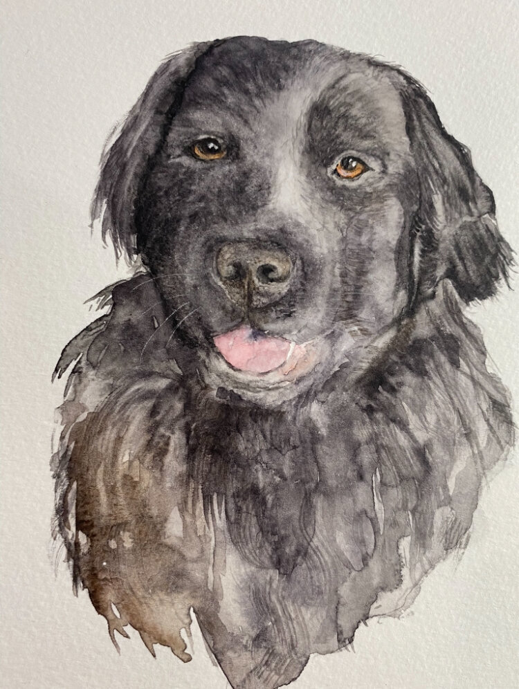 Black dog watercolor portrait by Scribble Savvy