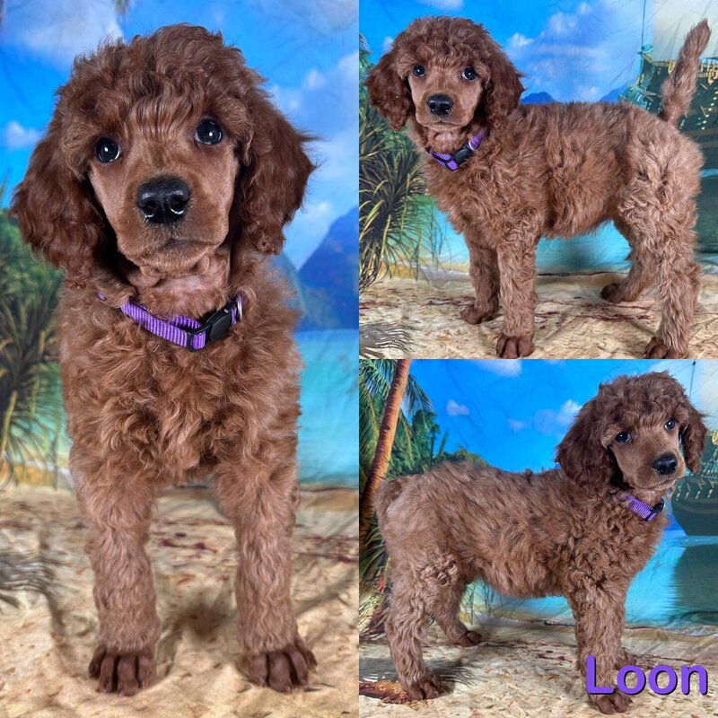 loon-7weeks