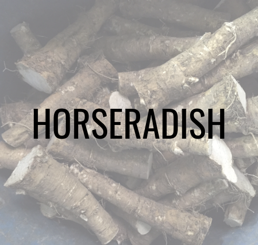 Horseradish (1)