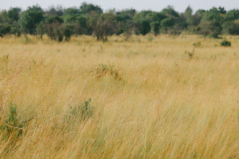 safariedited-490