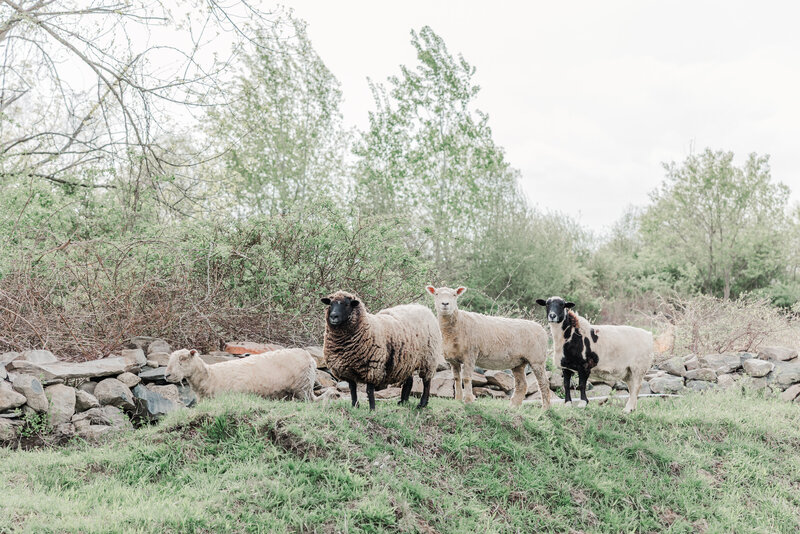 brittany-graf-photography-suzy-graf-jasmine-plane-ct-farm-life-46