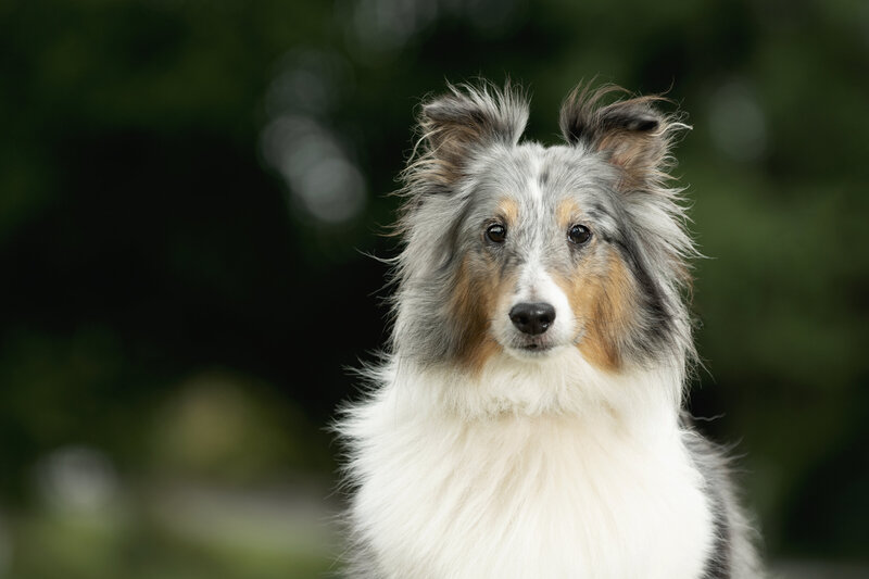 close up of dogs face