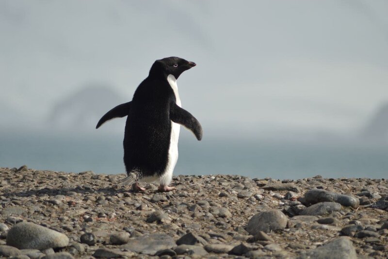 Close-up of a penguin standing among small pebbles, with an out-of-focus ocean behind. 