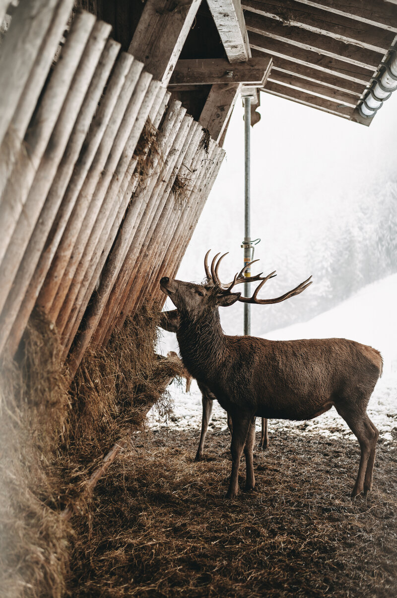 tiere-jufenalm-wildgehege-winter3