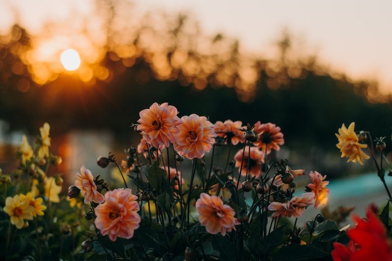 Sunset in a fiel of garden flowers