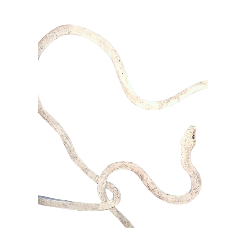 Snake Illustration | Nicole Chapman Design