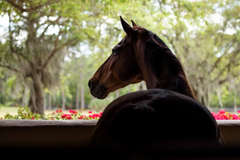 horse