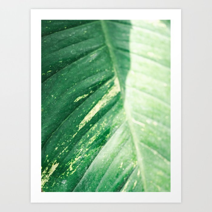 the-green-leaf-botanical-fine-art-photography-print-colorful-pastel-tones-photo-print-prints