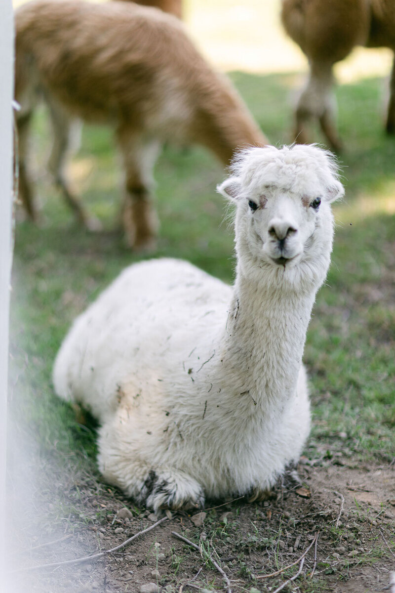White alpaca at Chateau Lill