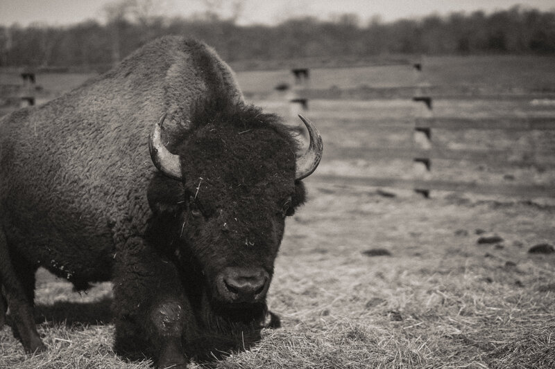 Lazy G Bison Ranch Western Branding Session (97 of 100)