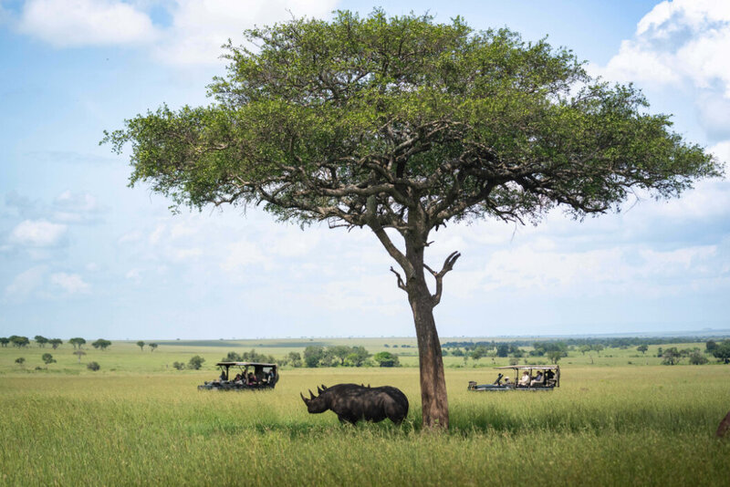Serengeti Safari Rhino