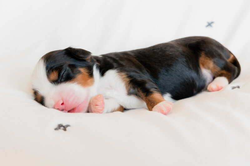 Puppies1-05