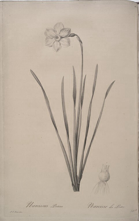 narcissus-poeticus-845ee1 copy