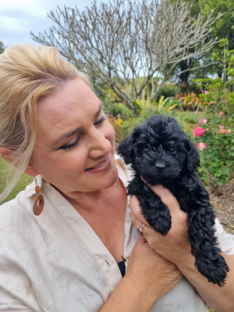 mini schnoodle breeders, schnoodle breeders nsw, miniature schnoodle breeders