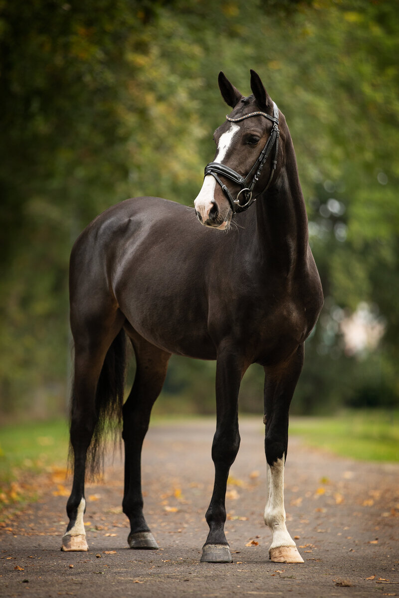 Paardenfotograaf in Drenthe Friesland Overijssel en Groningen voor fotoshoots met je paard