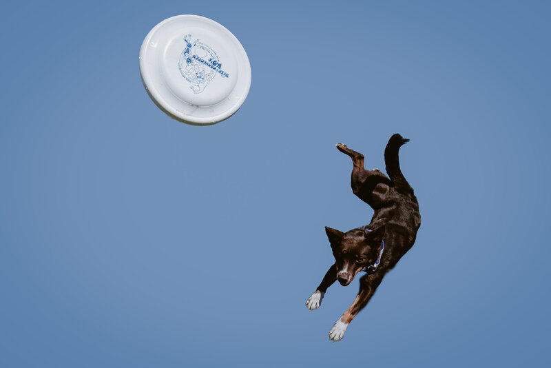 dog portrait of dog jumping with a frisbee
