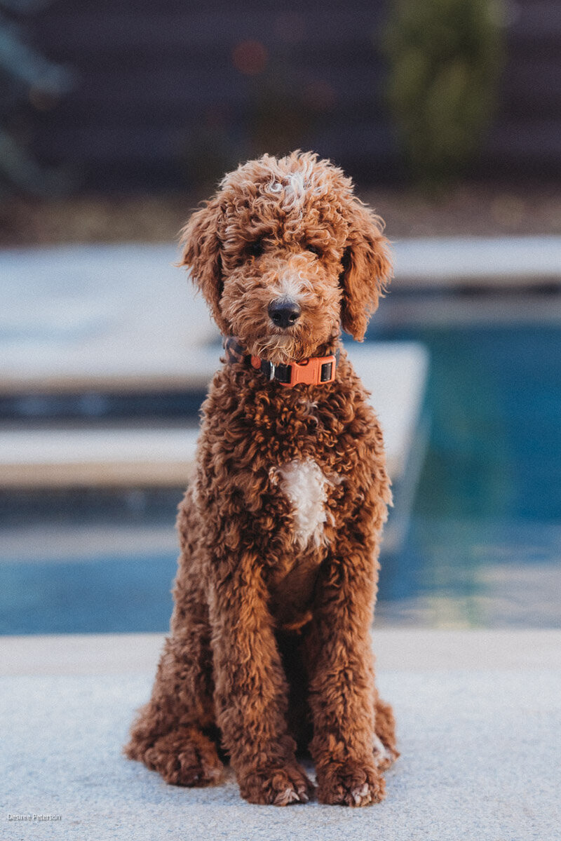 Teddy Puppy By the Pool -A Red Abstract Standard Poodle
