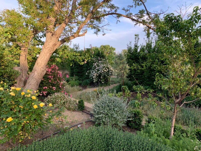 Yolo Garden2