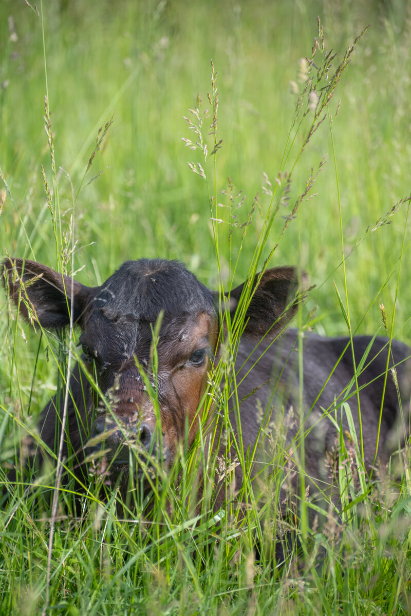 Cows-10