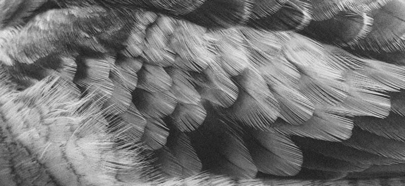 david-clode-8mNiu61GCb0-unsplash copy