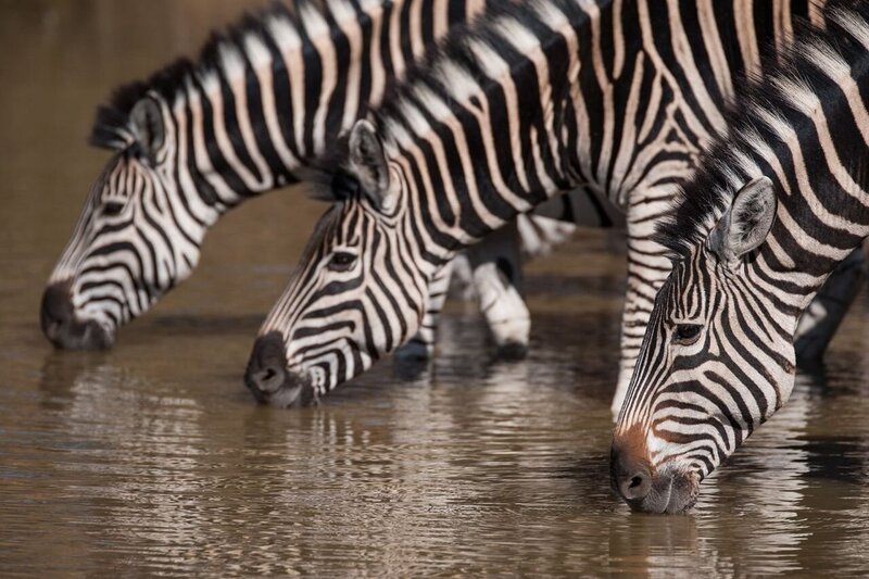 zebra