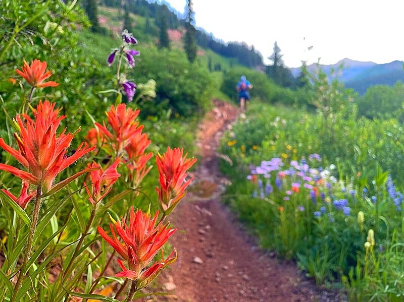 red wildflower on mountain trail