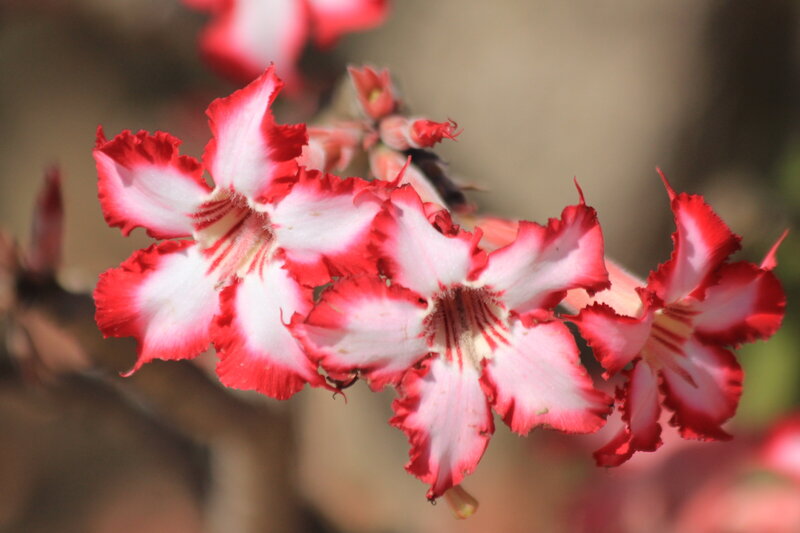 impala lily