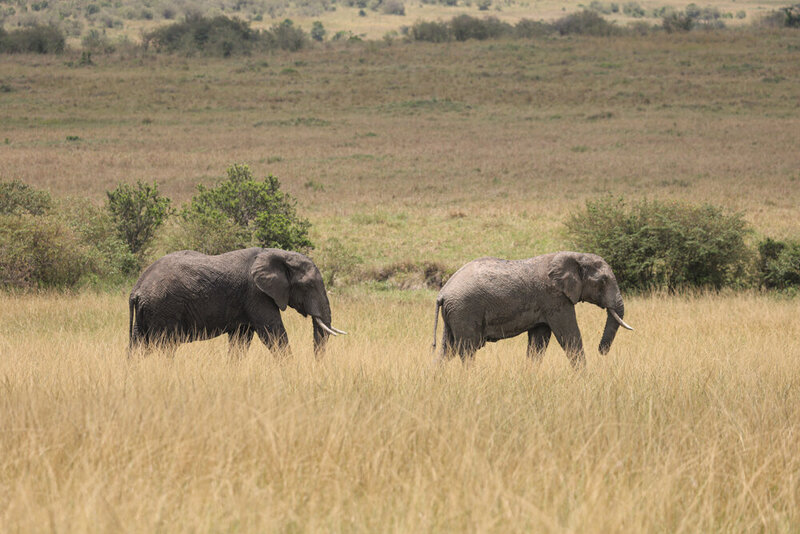 safariedited-183