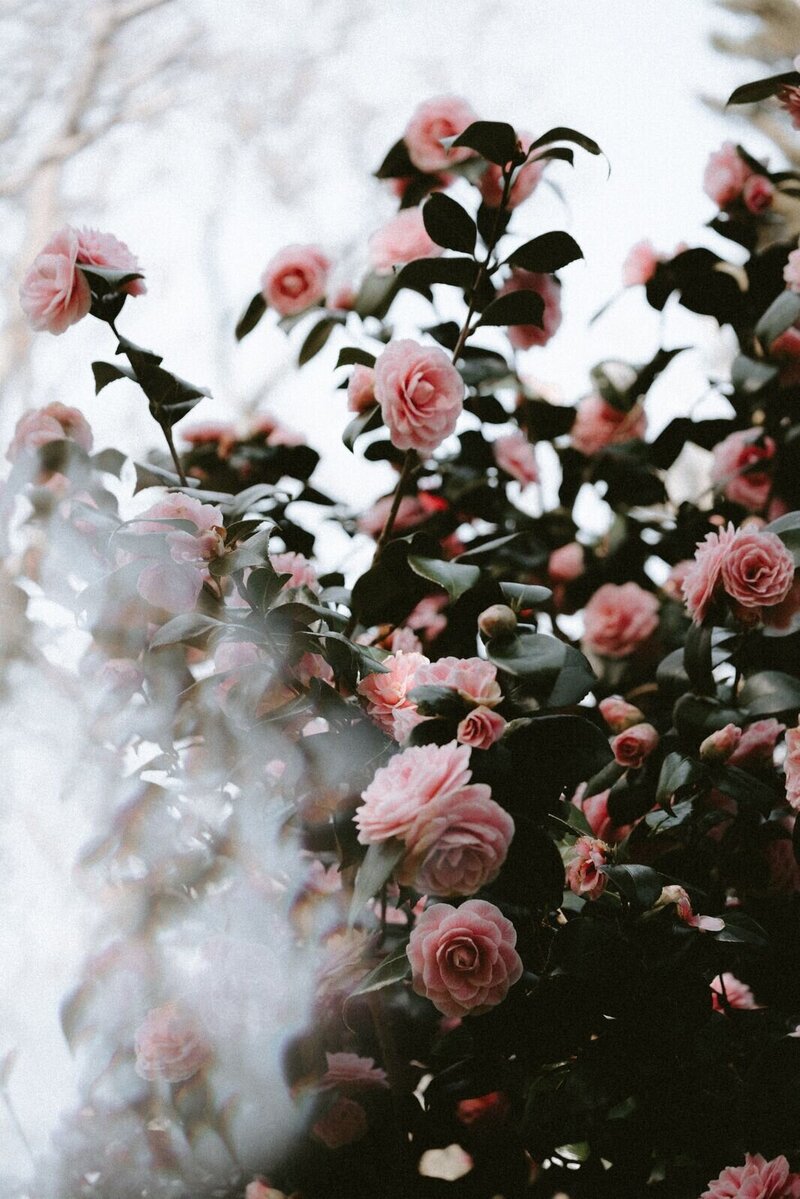 A close-up of pink and green flowers, used to draw attention to the launch copywriting service.