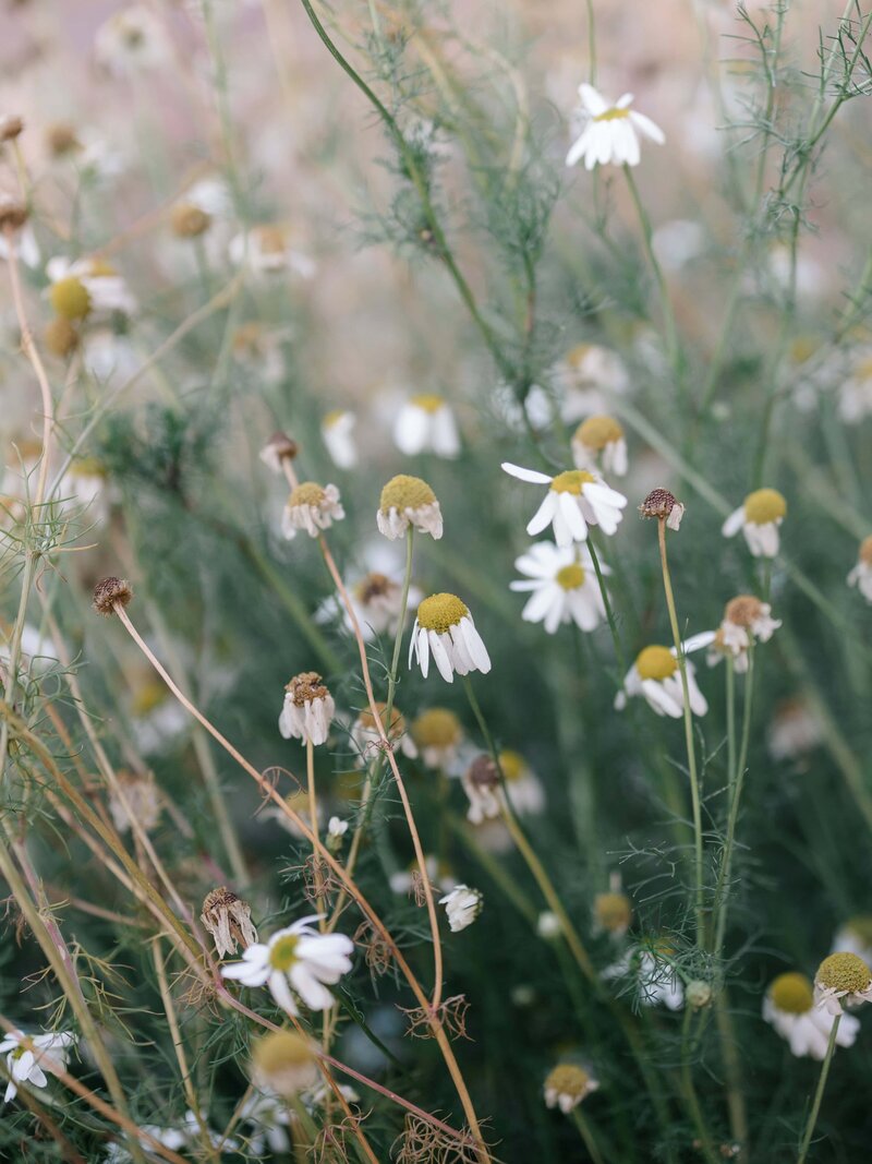 Edmonton Wedding Photos - Pine and Pond Wedding Venue (1)