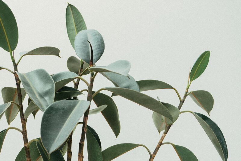 Aesthetic plant with white background