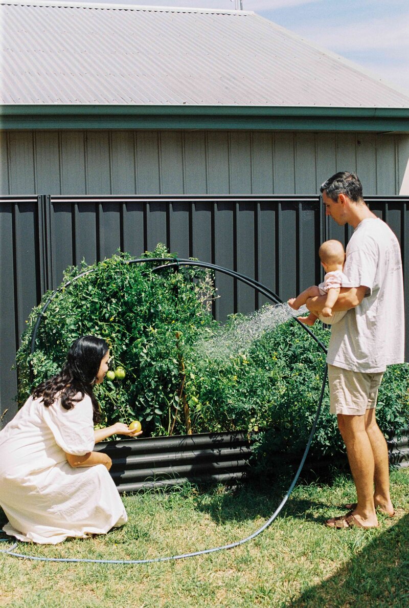 Father holds baby daughter while watering vegetable garden while mother looks on, in a Canberra backyard