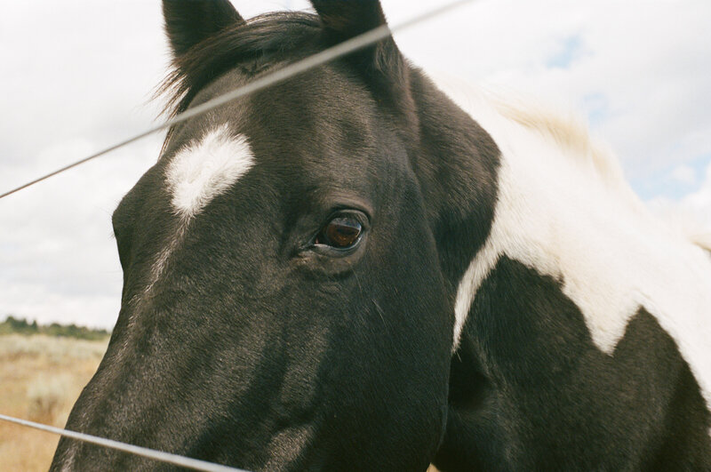 Black and white horse at fence in Montana.